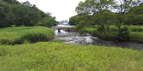 小網代の森